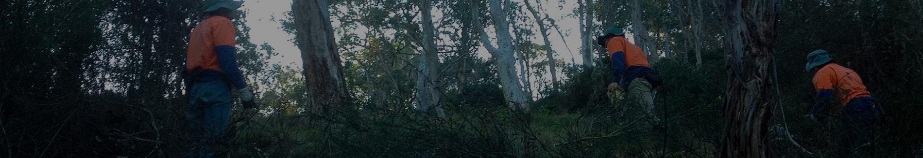 Trees In Newcastle