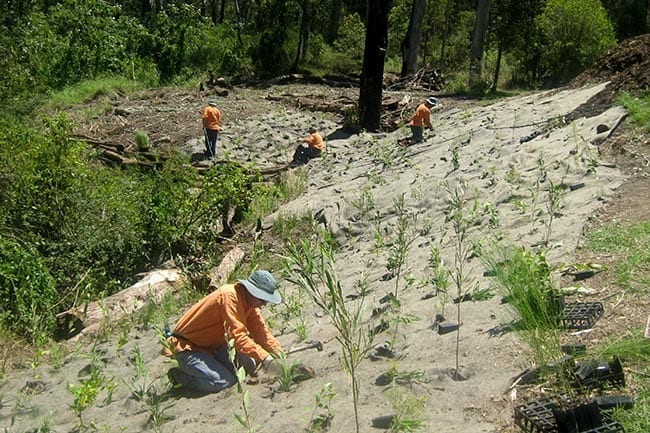 img-bush-regeneration