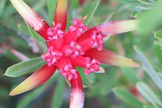 img-local-native-plants